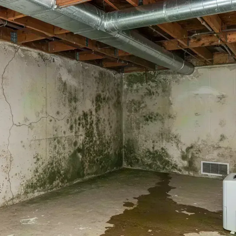 Professional Mold Removal in Sterling Heights, MI